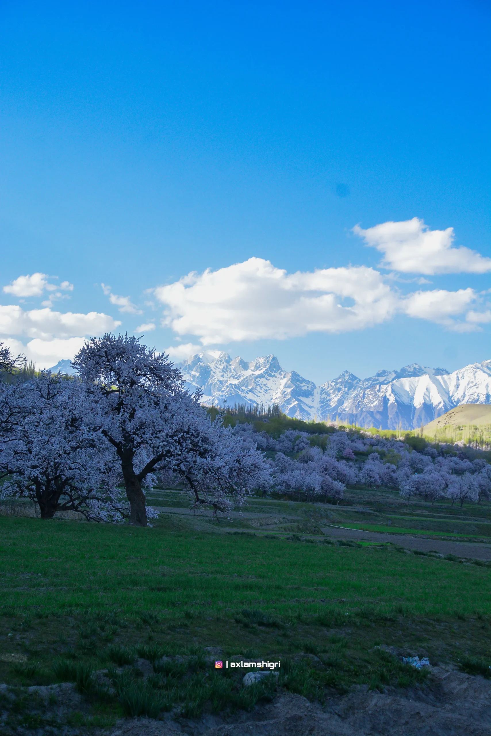 April in Bloom image 2